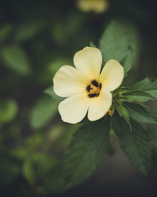 Flowers & Plants - A close-up view of a yellow hibiscus flower with #36622469
