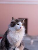 Cute Pets - Elegant fluffy cat sitting with a blurred backgr #36886731