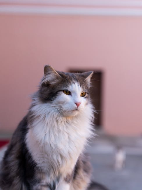Cute Pets - Elegant fluffy cat sitting with a blurred backgr #36886731