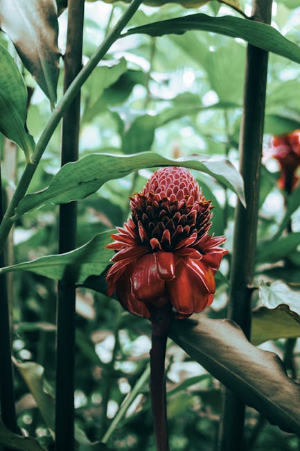 Flowers & Plants - A stunning torch ginger flower surrounded by tro #4141814