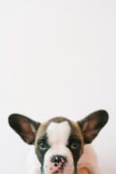 Cute Pets - Adorable French Bulldog posing against plain whi #4587966