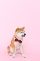 Cute Pets - Charming Shiba Inu dog wearing a red bowtie agai #4587995