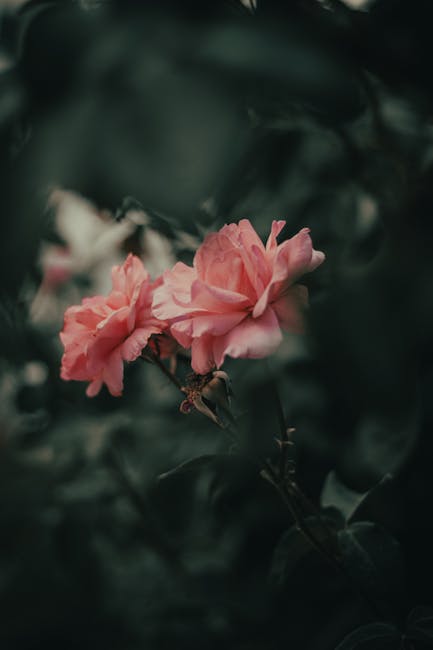 Flowers & Plants - Enchanting pink roses in a garden, captured with #4651079