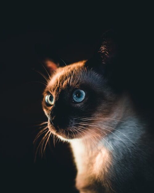 Cute Pets - Intriguing close-up of a Siamese cat with striki #4697153