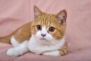 Cute Pets - Close-up portrait of an adorable orange tabby ki #4697568