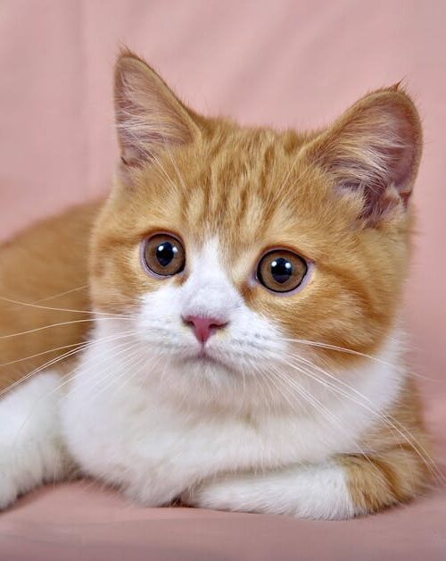 Cute Pets - Close-up portrait of an adorable orange tabby ki #4697568