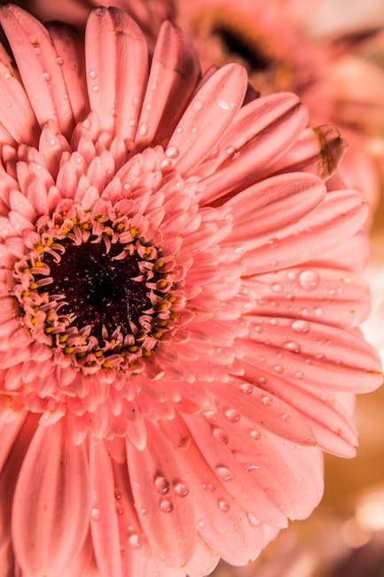 Flowers & Plants - Vibrant close-up of a pink gerbera daisy adorned #6463069