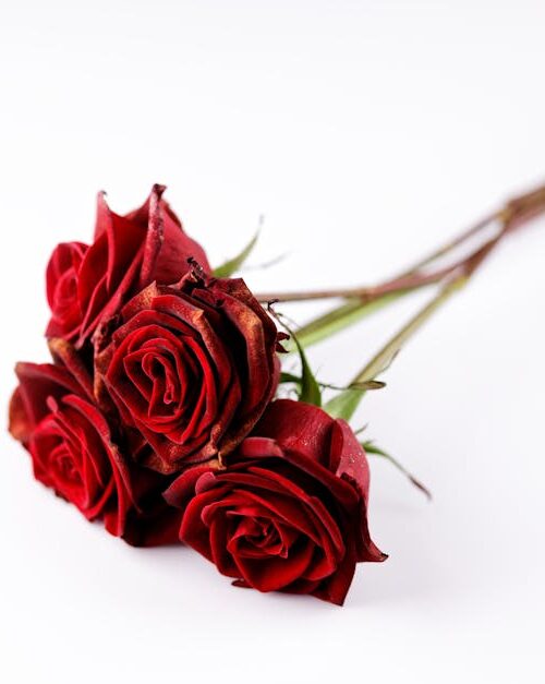 Flowers & Plants - A close-up of red roses on a white background, p #6616438