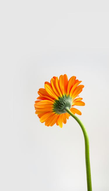Flowers & Plants - Stunning close-up of an orange Gerbera daisy aga #8482125