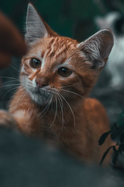 Cute Pets - Adorable ginger tabby kitten with bright eyes an #9787295