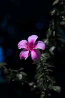 Flowers & Plants - Close-up of a pink hibiscus on blurred dark back #9806571
