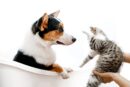 Cute Pets - A cute scene of a cat and dog interacting playfu #9952105