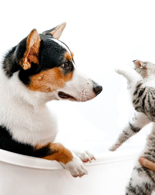 Cute Pets - A cute scene of a cat and dog interacting playfu #9952105